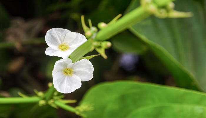 泽泻种植技术