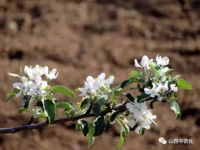 果树花前为什么要追肥(果树花前为什么要追肥施肥)