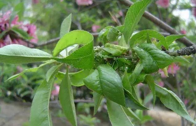 桃树病虫害防治全年用药推荐(桃树用药方案)