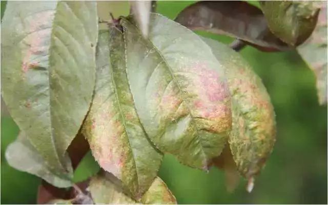 桃树病虫害防治全年用药推荐(桃树用药方案)