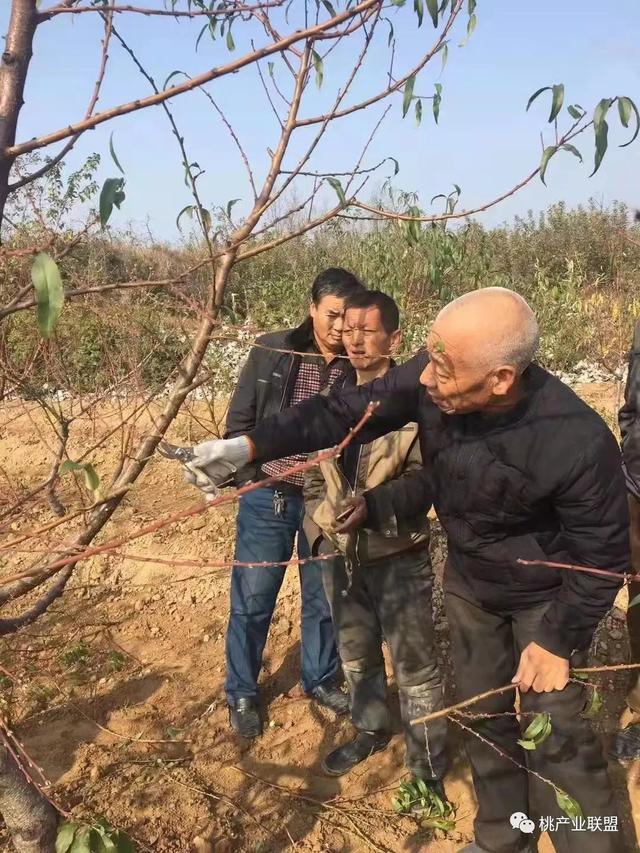 桃树冬剪要懂得势形量(我们要懂得感恩)