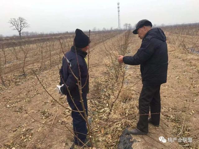 桃树冬剪要懂得势形量(我们要懂得感恩)