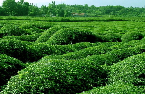 春季茶园管理抓六招促春茶增效(春季茶园管护)