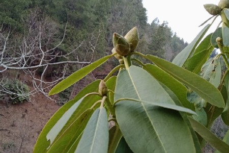 杜鹃花有花苞却不开花是啥原因(杜鹃花花苞打不开是啥原因)