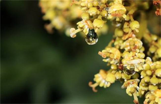 荔枝沤花原因及防治措施(荔枝的施肥方法主要有几种方式)