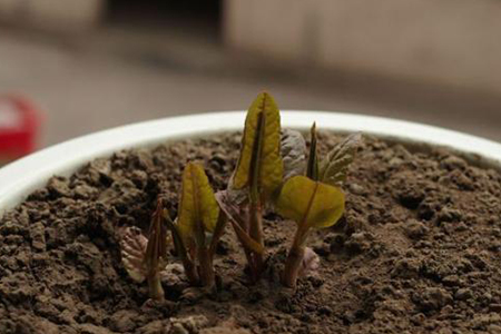 牡丹花种子怎么种植(牡丹花种子怎么种植方法)