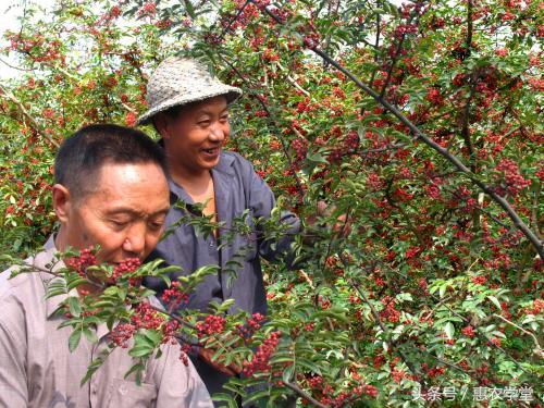 花椒全套栽培技术详解(花椒栽培技术要点)