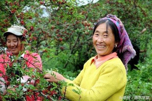 花椒全套栽培技术详解(花椒栽培技术要点)