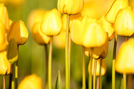 郁金香的花语是啥(郁金香花语和寓意是什么)