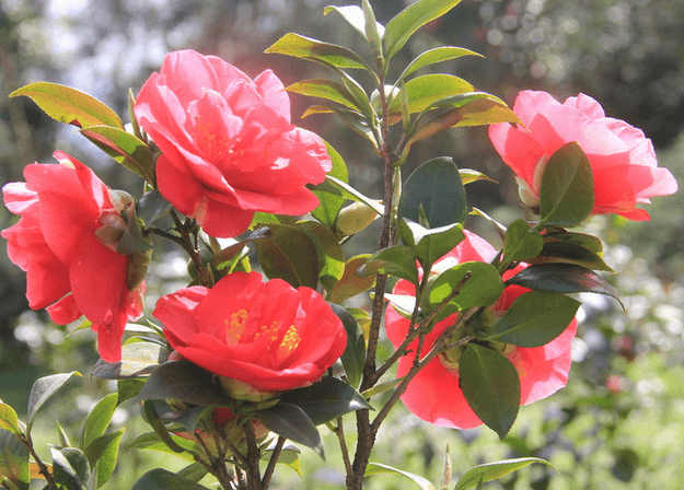 茶花的养护(茶花怎么养(新手必看)