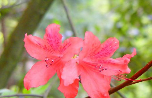 杜鹃花春天如何种植(春季杜鹃花怎样才能开花)