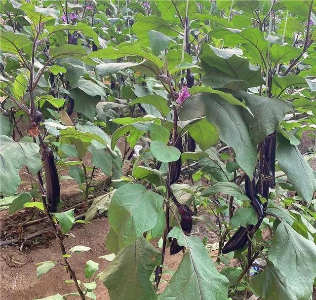 南方种植茄子什么季节种合适(茄子什么时候种植最好)