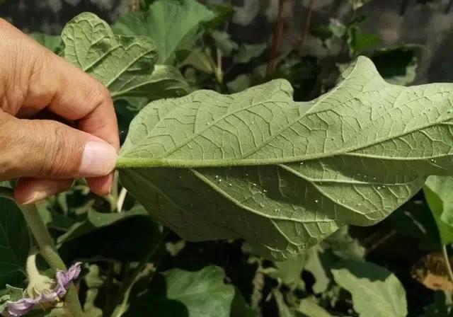 南方种植茄子什么季节种合适(茄子什么时候种植最好)