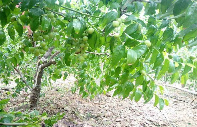 冬枣的种植注意些什么(冬枣种植技术视频教程)