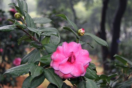 茶花冬天怎么种植(盆栽茶花冬天怎么浇水)