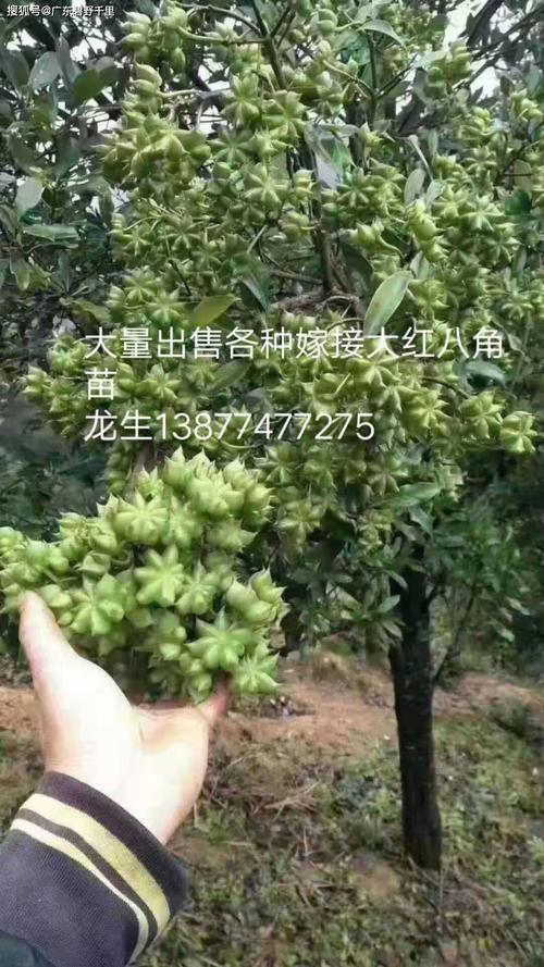 种植八角怎么管理