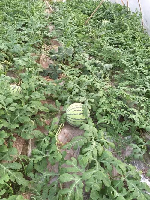 麒麟西瓜怎么种植技术