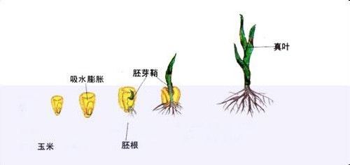 玉米种子怎么种植方法