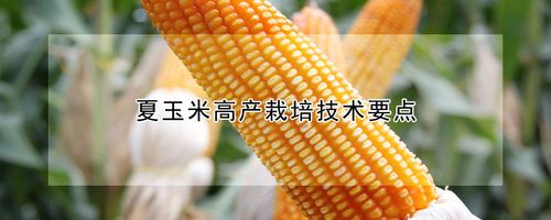 玉米高产技术栽培方案