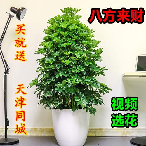 摇钱树是什么科的植物