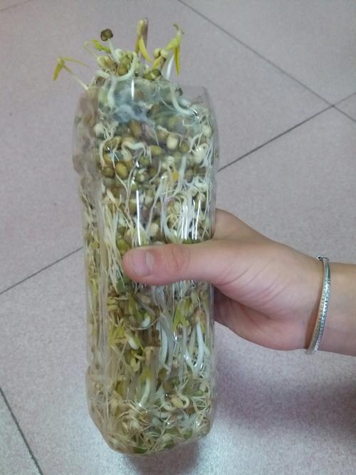 绿豆芽新种植技术