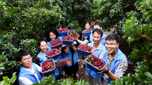 东魁杨梅大棚种植技术(东魁杨梅的种植方法)