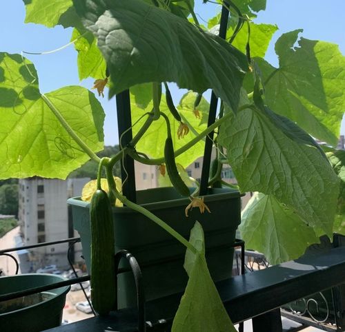 阳台黄瓜的种植方法和管理技术