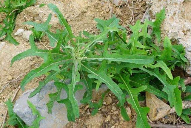 苦苣菜的种植方法是怎样的(苦苣菜的种植方法)