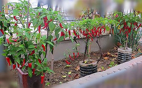 盆栽辣椒的种植方法和时间