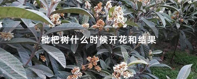 枇杷树几年挂果?