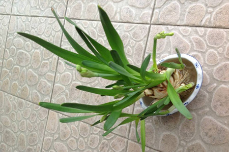 水仙花怎么修剪(水仙花怎么修剪造型)