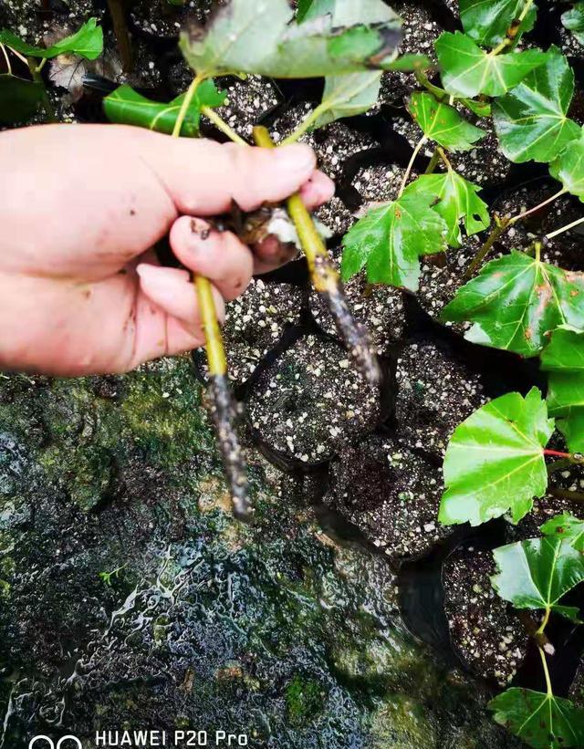 昨天采集的松针腐殖土（量大急用）用什么药杀菌除虫