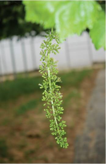 葡萄花芽分化影响因素及促花措施