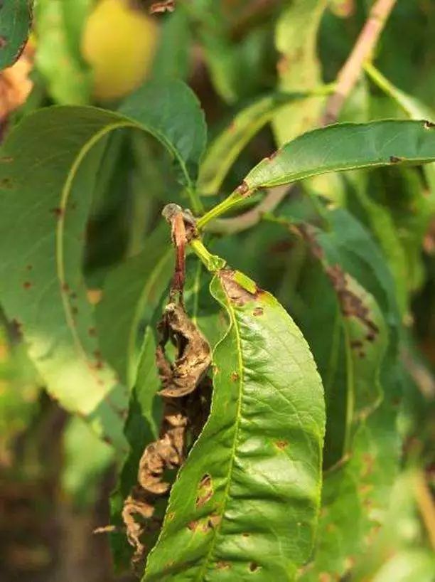 桃树病虫害防治全年用药推荐(桃树用药方案)