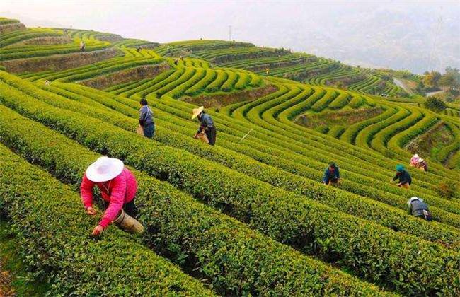 黄金茶的种植前景(黄金茶栽培最新技术)