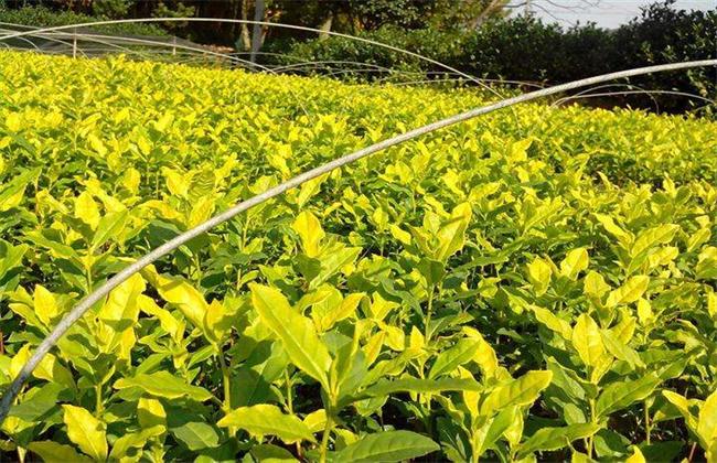 黄金茶的种植前景(黄金茶栽培最新技术)