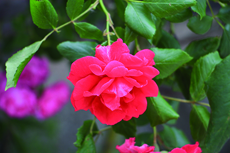 月季花怎么种植(月季花怎么种植方法如下)