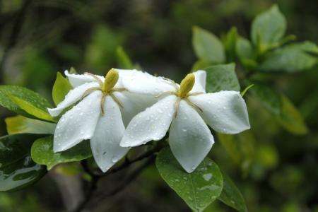 家养栀子花怎么施肥(栀子花现在可以施肥吗)