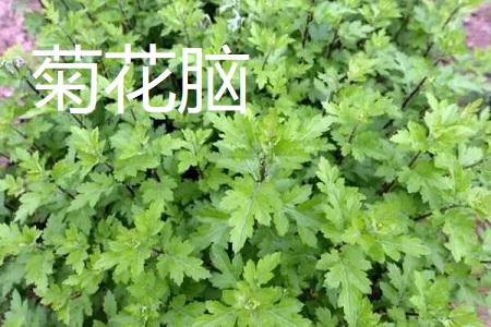 菊花脑和茼蒿的区别(蓬蒿和茼蒿的区别)