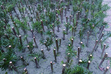 红豆杉怎么种植(红豆杉怎么种植最好)