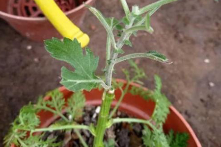 菊花秋天怎么种植(野菊花种植项目可行性报告)