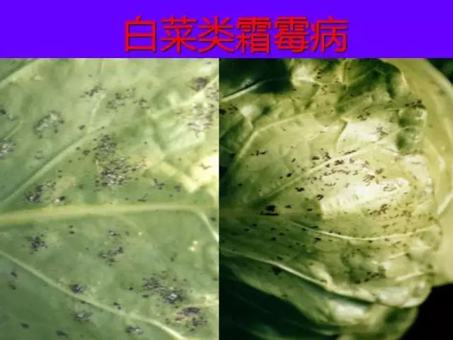 超级实用蔬菜病虫害用药及图谱集合(蔬菜病虫害诊断与防治图谱)