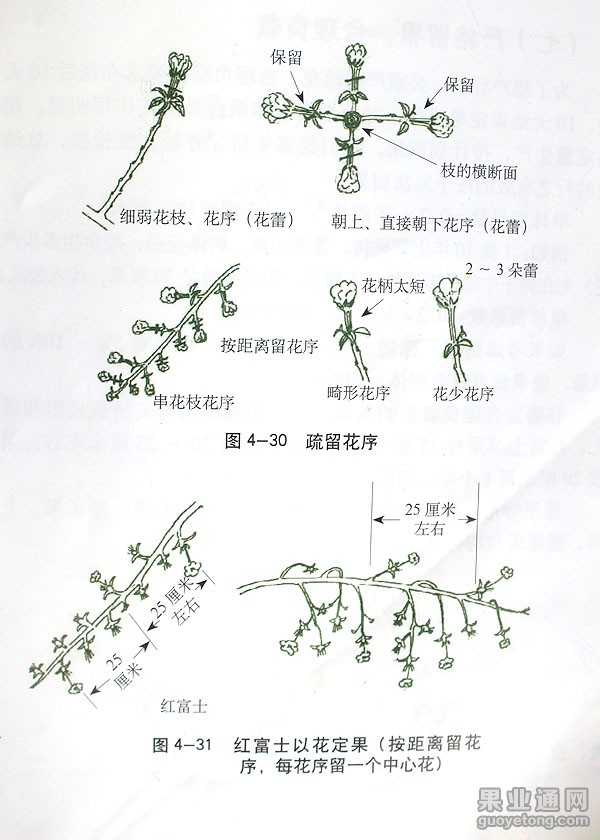 汪景彦教授的苹果树修剪技术