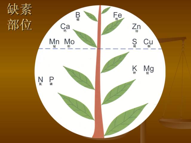 作物缺素典型症状图(作物缺素症的症状及表现)