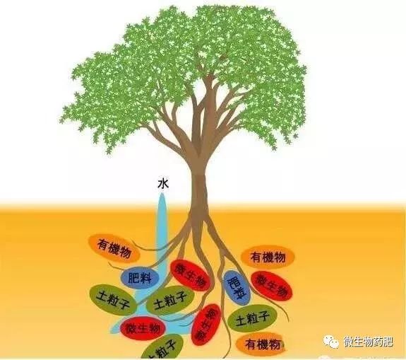 土壤有益微生物十大作用(土壤中有什么微生物?)