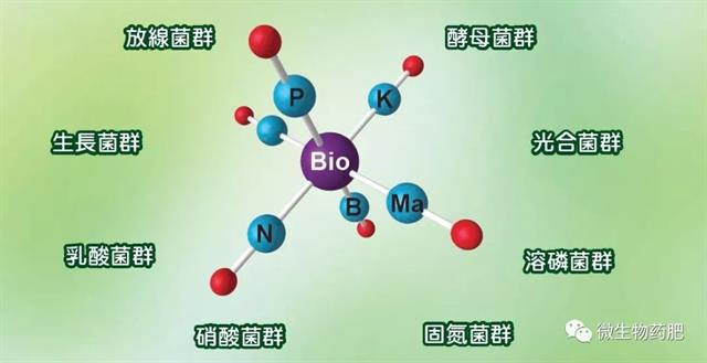 土壤有益微生物十大作用(土壤中有什么微生物?)