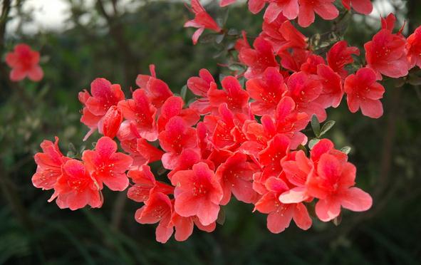 杜鹃花春天如何种植(春季杜鹃花怎样才能开花)