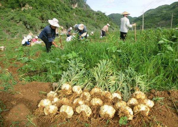 那种百合是食用的