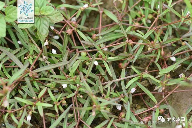 白花蛇舌草怎样种植