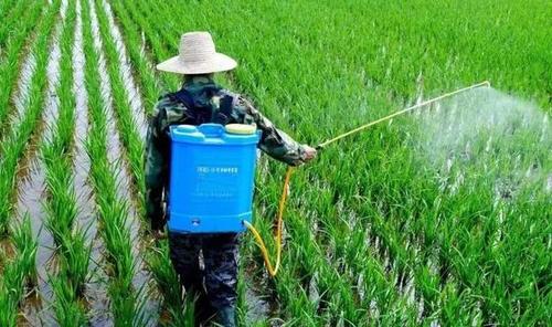 直播水稻除草技术时间